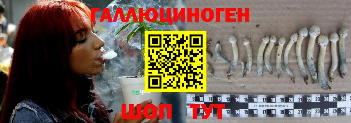 Псилоцибиновые грибы Psilocybe Димитровград